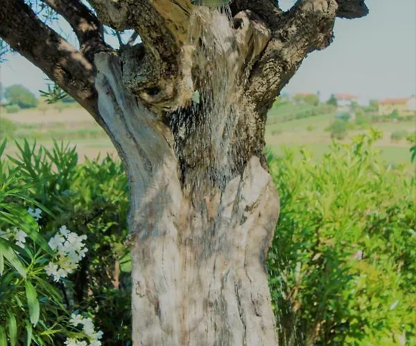 לינה וארוחת בוקר Antigua פורטו פוטנצה פיצ'נה