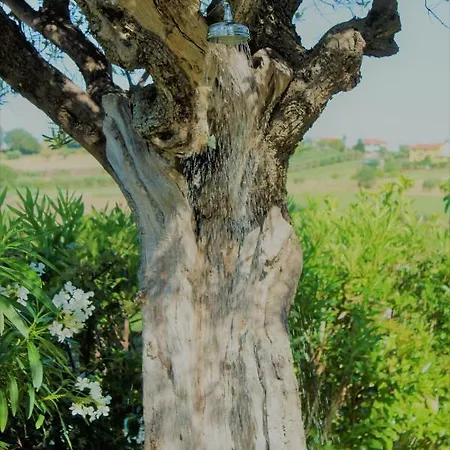 Bed & Breakfast Antigua Porto Potenza Picena